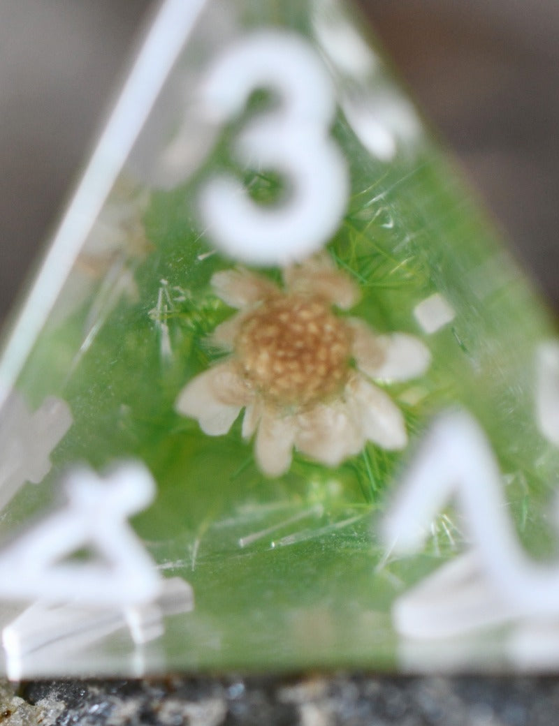 DICE_BOTANICAL_SPECIMENS_1.jpg