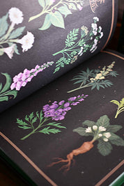 The League of Lady Poisoners - (Hardcover)