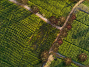 Cornfield Path - Digital Map