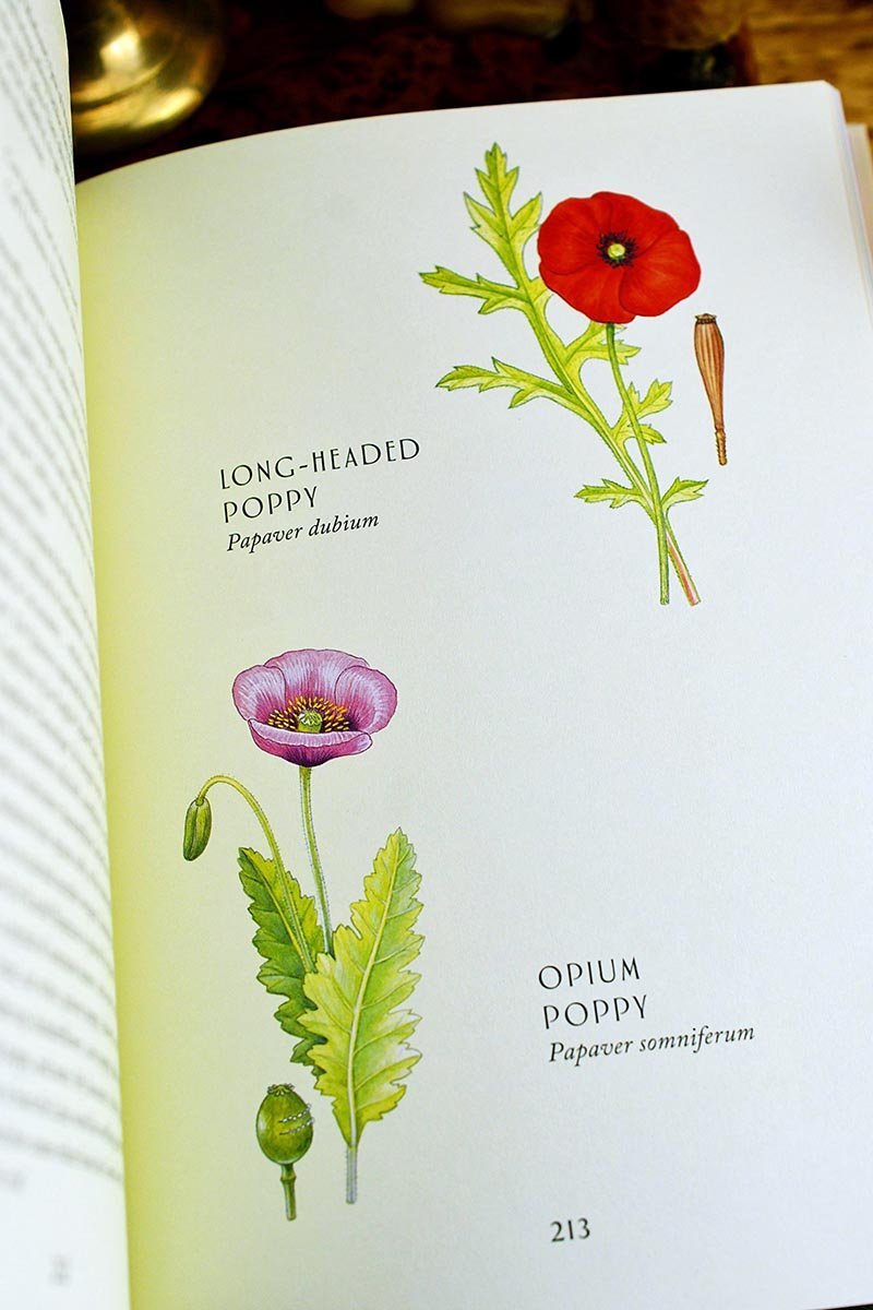 Wild Flowers of Britain - A Treasury of Traditions, Superstitions