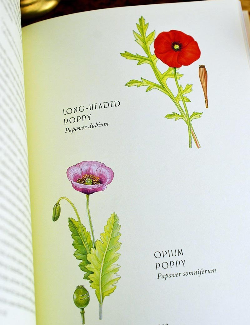 Wild Flowers of Britain - A Treasury of Traditions, Superstitions, Remedies and Literature- Hardcover - GAMETEEUK